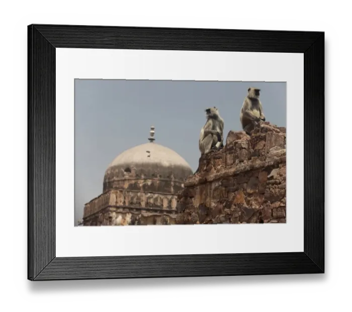 Framed Print : Southern Plains Grey Langur (Semnopithecus dussumieri) two adults, sitting on wall of historic fortress, Ranthambore N. P. Rajasthan, India