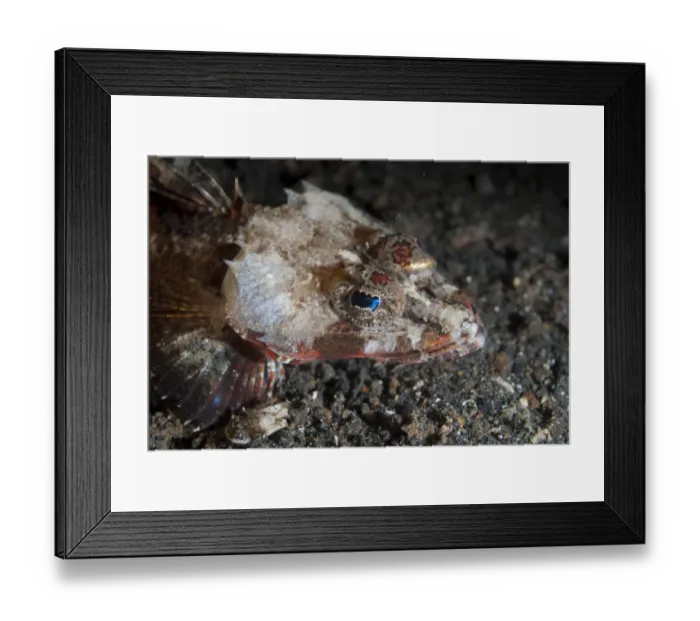 Framed Print : Spiny Flathead (Onigocia spinosa) adult, close-up of head, Lembeh Island, Sulawesi, Indonesia Framed Print : Spiny Flathead (Onigocia spinosa) adult, close-up of head, Lembeh Island, Sulawesi, Indonesia