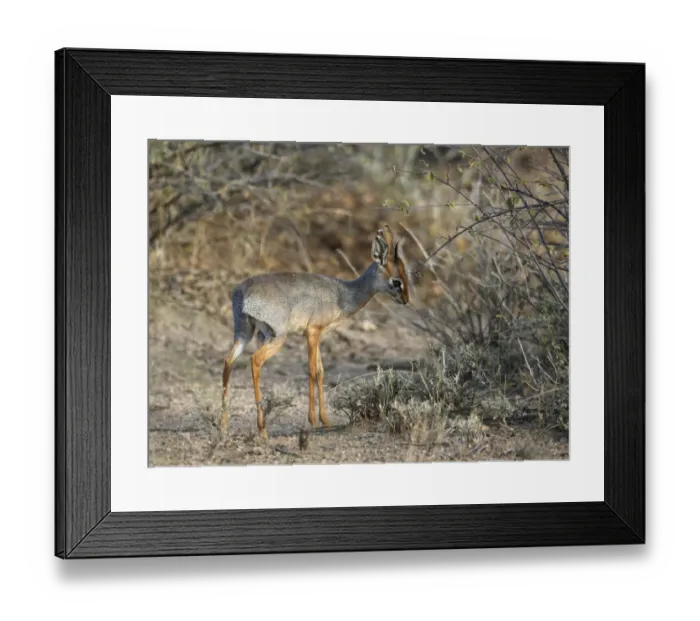 Framed Print : Salt's Dik-dik (Madoqua saltiana) adult male, scent marking twig, Awash Region, Ethiopia Framed Print : Salt's Dik-dik (Madoqua saltiana) adult male, scent marking twig, Awash Region, Ethiopia