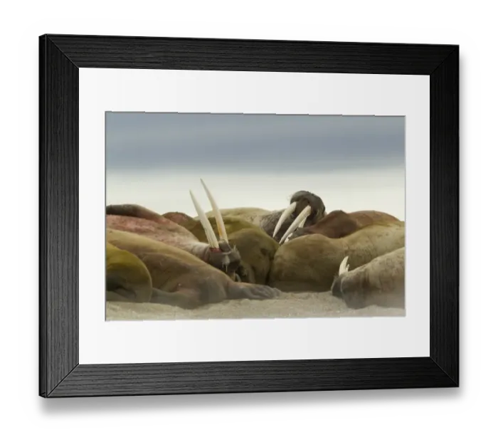 Framed Print : Atlantic Walrus (Odobenus rosmarus rosmarus) adults, group resting on beach, Svalbard, july Framed Print : Atlantic Walrus (Odobenus rosmarus rosmarus) adults, group resting on beach, Svalbard, july