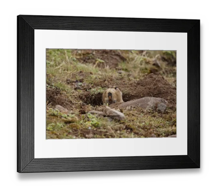 Framed Print : Giant Mole-rat (Tachyoryctes macrocephalus) adult, looking out from burrow entrance, Bale Mountains, Oromia, Ethiopia Framed Print : Giant Mole-rat (Tachyoryctes macrocephalus) adult, looking out from burrow entrance, Bale Mountains, Oromia, Ethiopia