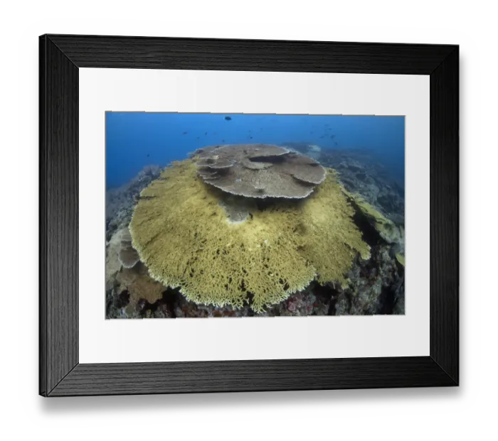 Framed Print : Large Table Coral (Acropora hyacinthus) in reef habitat, Banda, near Ambon Island, Maluku Islands, Banda Sea, Indonesia Framed Print : Large Table Coral (Acropora hyacinthus) in reef habitat, Banda, near Ambon Island, Maluku Islands, Banda Sea, Indonesia