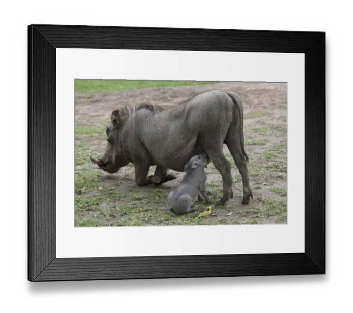 Framed Print : Common Warthog (Phacochoerus africanus) adult female with young, suckling, Queen Elizabeth N. P. Uganda Framed Print : Common Warthog (Phacochoerus africanus) adult female with young, suckling, Queen Elizabeth N. P. Uganda
