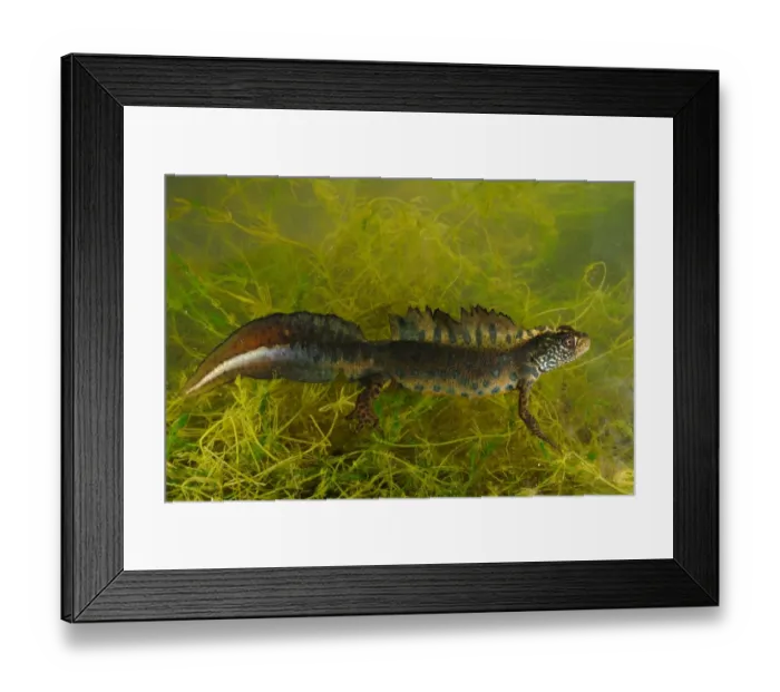 Framed Print : Italian Crested Newt (Triturus carnifex) adult male, amongst weed underwater, Italy, may Framed Print : Italian Crested Newt (Triturus carnifex) adult male, amongst weed underwater, Italy, may