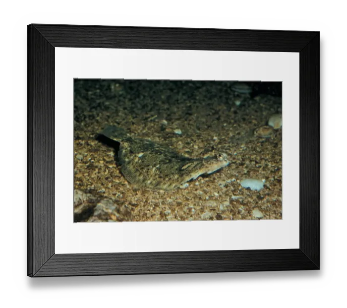 Framed Print : Lemon Sole (Microstomus kitt) Well camouflaged against shingle Framed Print : Lemon Sole (Microstomus kitt) Well camouflaged against shingle