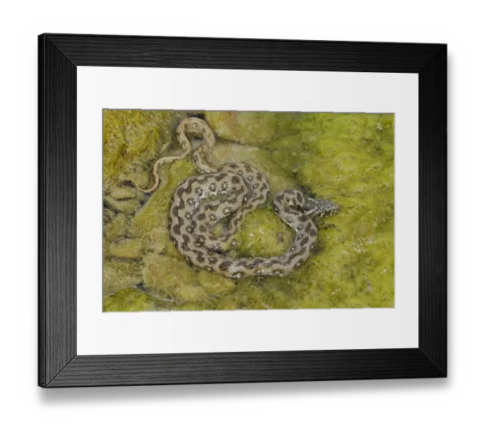 Framed Print : Viperine Snake (Natrix maura) adult, amongst algae in water, Italy, june