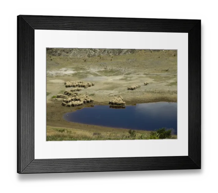 Framed Print : Domestic Sheep, flock, grazing at edge of drying waterhole, Swellendam, Western Cape, South Africa Framed Print : Domestic Sheep, flock, grazing at edge of drying waterhole, Swellendam, Western Cape, South Africa