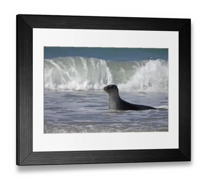 Framed Print : Common Seal (Phoca vitulina) adult, in surf with breakers, Heligoland, Schleswig-Holstein, Germany, may