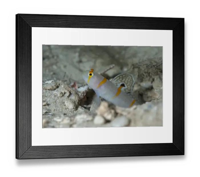 Framed Print : Randall's Shrimpgoby (Amblyeleotris randalli) adult, at burrow entrance, Wayilbatan, West Papua, New Guinea, Indonesia Framed Print : Randall's Shrimpgoby (Amblyeleotris randalli) adult, at burrow entrance, Wayilbatan, West Papua, New Guinea, Indonesia