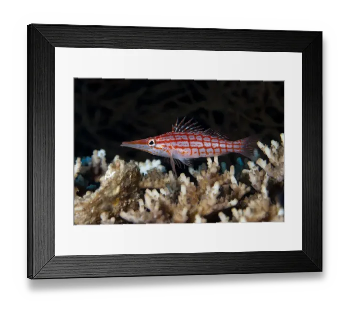 Framed Print : Longnose Hawkfish (Oxycirrhites typus) adult, on coral, Caldera, Komba Island, Lesser Sunda Islands, Indonesia Framed Print : Longnose Hawkfish (Oxycirrhites typus) adult, on coral, Caldera, Komba Island, Lesser Sunda Islands, Indonesia
