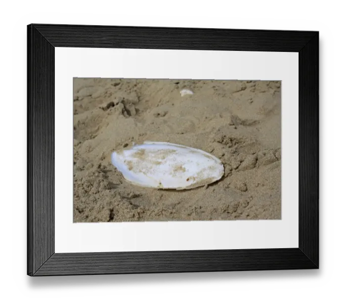 Framed Print : Common Cuttlefish (Sepia officinalis) cuttlebone, washed up on sandy beach, Whitecliff Bay, Isle of Wight, England, june Framed Print : Common Cuttlefish (Sepia officinalis) cuttlebone, washed up on sandy beach, Whitecliff Bay, Isle of Wight, England, june