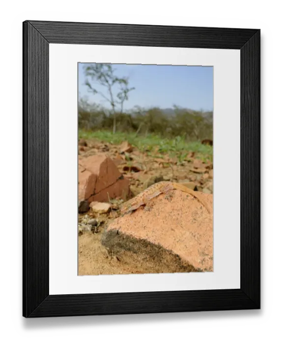 Framed Print : Arabian Leaf-toed Gecko (Hemidactylus homoeolepis) adult, resting on rock in habitat, Socotra, Yemen, january