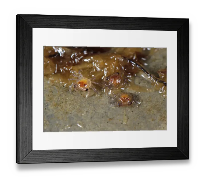 Framed Print : Mandarin Crab (Geosesarma notophorum) newly hatched young, Pulau Lingga (Lingga Islands), Riau Islands Province, Sumatra, Indonesia Framed Print : Mandarin Crab (Geosesarma notophorum) newly hatched young, Pulau Lingga (Lingga Islands), Riau Islands Province, Sumatra, Indonesia