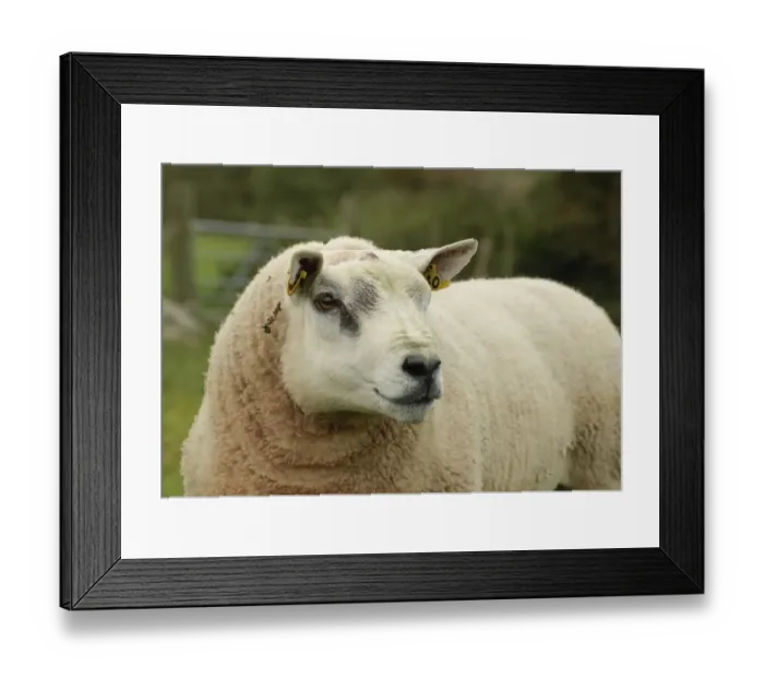 Framed Print : Domestic Sheep, Texel ram, close-up of head, with ear tags, Anglesey, Wales, october Framed Print : Domestic Sheep, Texel ram, close-up of head, with ear tags, Anglesey, Wales, october