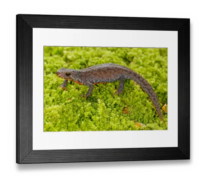 Framed Print : Alpine Newt (Mesotriton alpestris) adult, in terrestrial phase, standing on moss, Italy, june Framed Print : Alpine Newt (Mesotriton alpestris) adult, in terrestrial phase, standing on moss, Italy, june