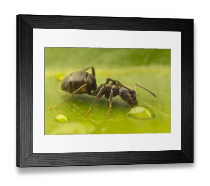 Framed Print : Black Garden Ant (Lasius niger) adult, drinking from water droplet on leaf, Leicestershire, England, june