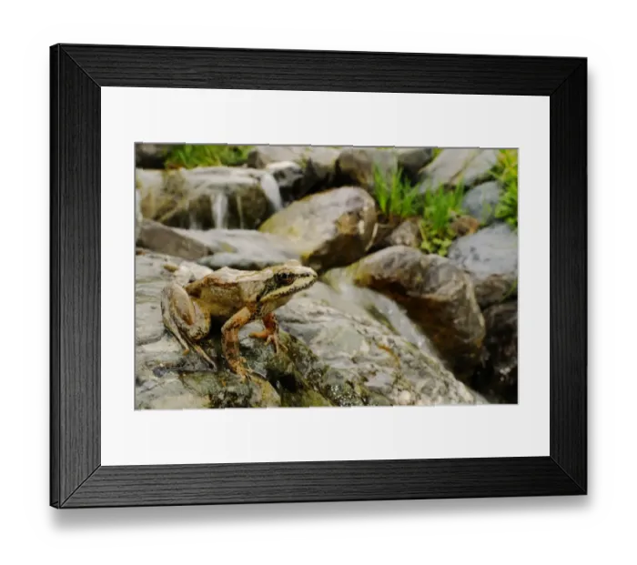 Framed Print : Pyrenean Frog (Rana pyrenaica) adult, sitting on rock beside mountain valley stream, Ordesa Valley, Ordesa y Monte Perdido N. P. Pyrenees, Aragon, Spain, june Framed Print : Pyrenean Frog (Rana pyrenaica) adult, sitting on rock beside mountain valley stream, Ordesa Valley, Ordesa y Monte Perdido N. P. Pyrenees, Aragon, Spain, june