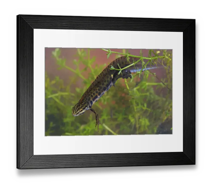 Framed Print : Smooth Newt (Lissotriton vulgaris) adult male, swimming amongst weed underwater, Italy, june Framed Print : Smooth Newt (Lissotriton vulgaris) adult male, swimming amongst weed underwater, Italy, june