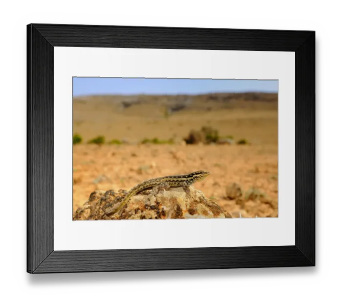 Framed Print : Socotra Rock Gecko (Pristurus sokotranus) adult, resting on rock in desert habitat, Socotra, Yemen, march Framed Print : Socotra Rock Gecko (Pristurus sokotranus) adult, resting on rock in desert habitat, Socotra, Yemen, march