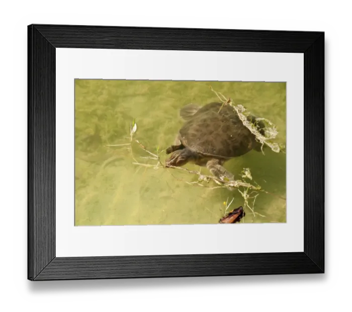 Framed Print : Florida Softshell Turtle (Trionyx ferox) adult, swimming below surface of water, Florida, U. S. A. november Framed Print : Florida Softshell Turtle (Trionyx ferox) adult, swimming below surface of water, Florida, U. S. A. november