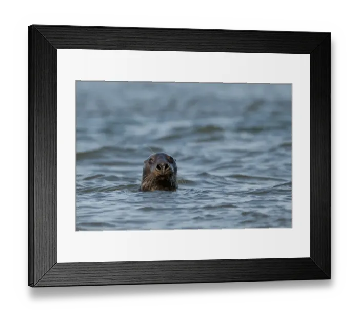 Framed Print : Grey Seal (Halichoerus grypus) adult, head looking out from surface of sea, Blakeney Point, Norfolk, England, october Framed Print : Grey Seal (Halichoerus grypus) adult, head looking out from surface of sea, Blakeney Point, Norfolk, England, october