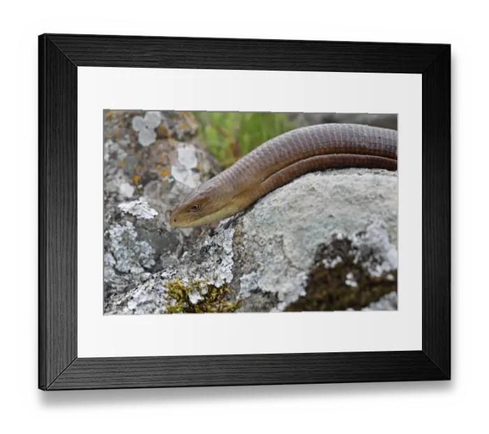 Framed Print : European Glass Lizard (Ophisaurus apodus) adult, close-up of head, Lesvos, Greece, april Framed Print : European Glass Lizard (Ophisaurus apodus) adult, close-up of head, Lesvos, Greece, april
