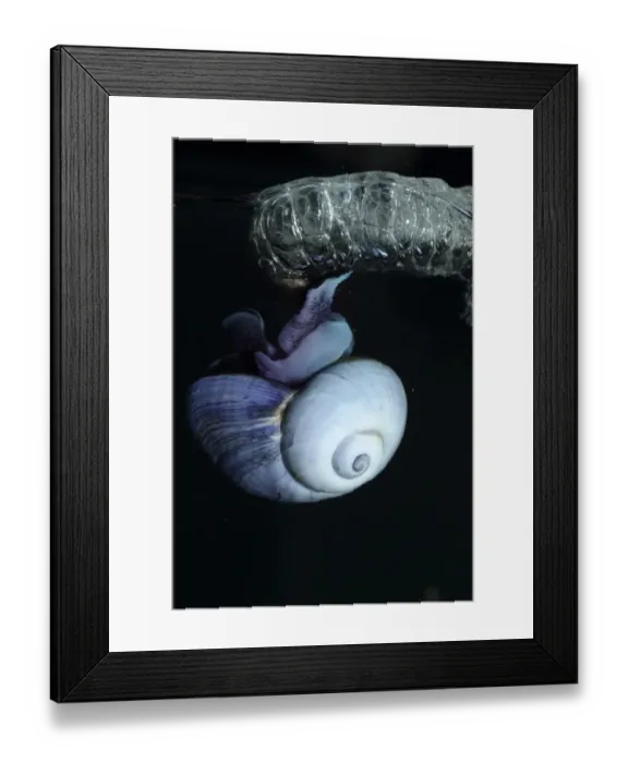 Framed Print : Purple Sea Snail (Janthina janthina) adult, with bubble raft at surface of water (captive) Framed Print : Purple Sea Snail (Janthina janthina) adult, with bubble raft at surface of water (captive)