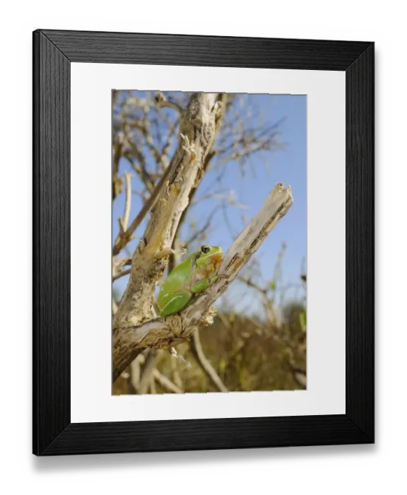 Framed Print : Stripeless Treefrog (Hyla meridionalis) adult, sitting on branch, Italy, march