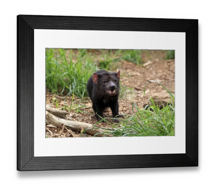 Framed Print : Tasmanian Devil (Sacrophilus harrisii) adult, standing, South Australia, Australia