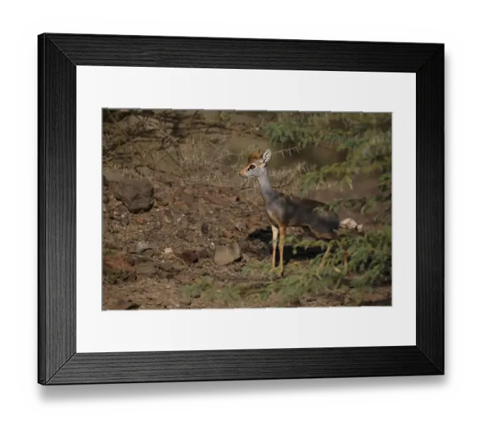 Framed Print : Salt's Dik-dik (Madoqua saltiana) adult male, standing in scrub, Awash Region, Ethiopia Framed Print : Salt's Dik-dik (Madoqua saltiana) adult male, standing in scrub, Awash Region, Ethiopia