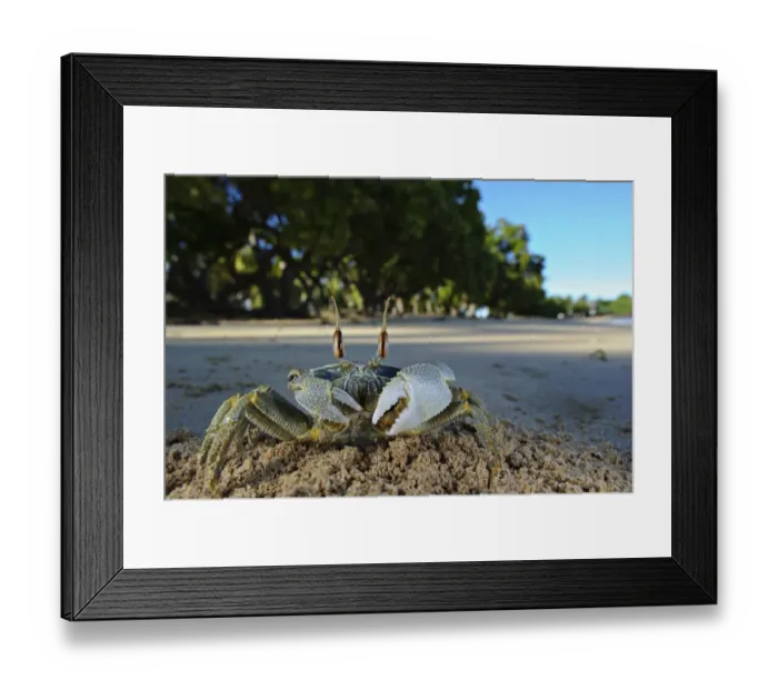Framed Print : Ghost Crab (Ocypode sp. ) adult, on beach habitat, Nosy Be, Madagascar Framed Print : Ghost Crab (Ocypode sp. ) adult, on beach habitat, Nosy Be, Madagascar