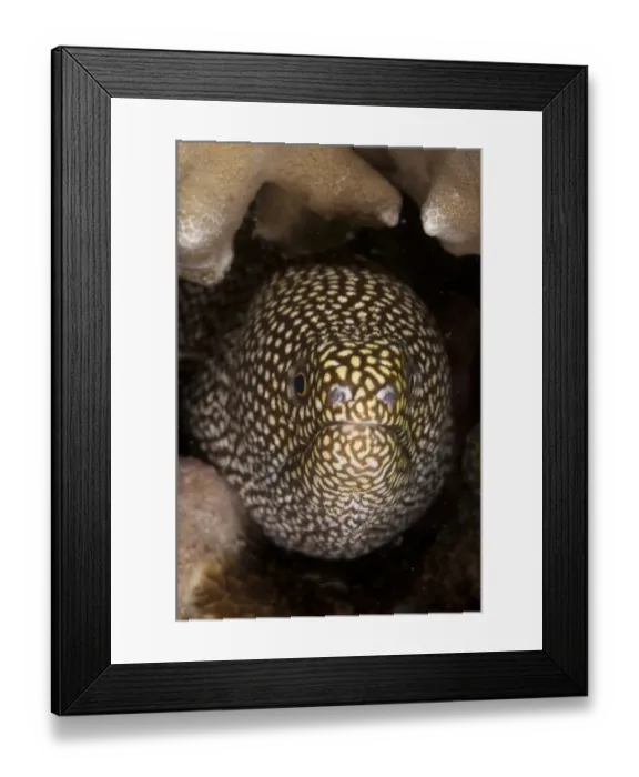 Framed Print : White-mouthed Moray Eel (Gymnothorax meleagris) adult, close-up of head, Mabul Island, Sabah, Borneo, Malaysia Framed Print : White-mouthed Moray Eel (Gymnothorax meleagris) adult, close-up of head, Mabul Island, Sabah, Borneo, Malaysia