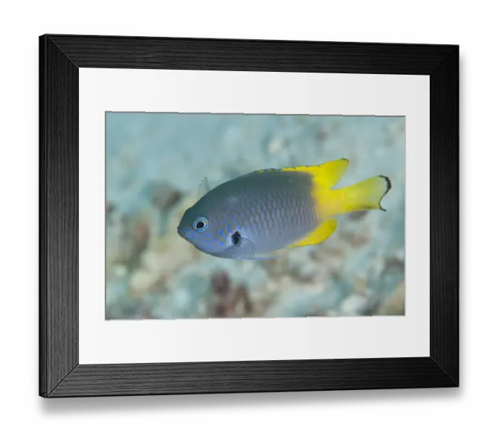 Framed Print : Black-margined Damsel (Pomacentrus nigromarginatus) adult, swimming in reef, Uhak Reef, Wetar Island, Barat Daya Islands, Lesser Sunda Islands, Maluku Province, Indonesia Framed Print : Black-margined Damsel (Pomacentrus nigromarginatus) adult, swimming in reef, Uhak Reef, Wetar Island, Barat Daya Islands, Lesser Sunda Islands, Maluku Province, Indonesia