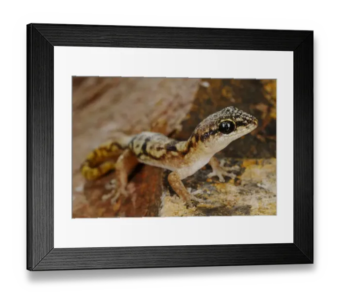 Framed Print : Socotran Gecko (Haemodracon trachyrhinus) adult, standing on rock, Socotra, Yemen, march Framed Print : Socotran Gecko (Haemodracon trachyrhinus) adult, standing on rock, Socotra, Yemen, march