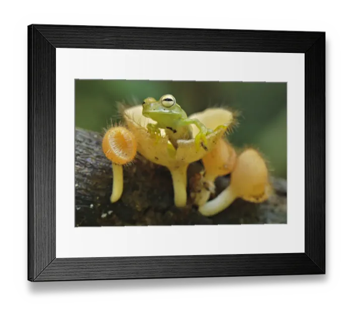 Framed Print : Gunther's Banded Treefrog (Hypsiboas fasciatus) subadult, emerging from cup-like mushroom, Los Amigos Biological Station, Madre de Dios, Amazonia, Peru Framed Print : Gunther's Banded Treefrog (Hypsiboas fasciatus) subadult, emerging from cup-like mushroom, Los Amigos Biological Station, Madre de Dios, Amazonia, Peru