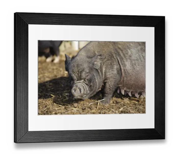 Framed Print : Domestic Pig, Vietnamese Pot-bellied Pig sow, close-up of head, Cumbria, England, november