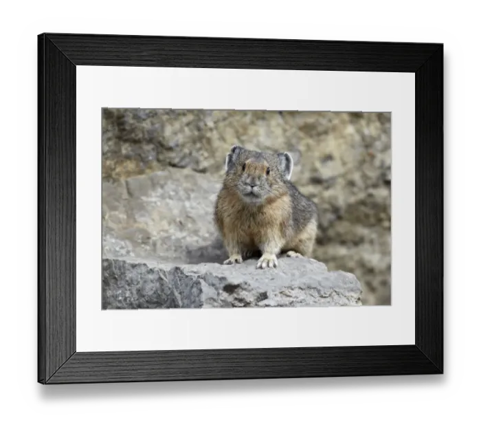 Framed Print : American Pika (Ochotona princeps) adult, standing on rock, Jasper N. P. Rocky Mountains, Alberta, Canada, september Framed Print : American Pika (Ochotona princeps) adult, standing on rock, Jasper N. P. Rocky Mountains, Alberta, Canada, september