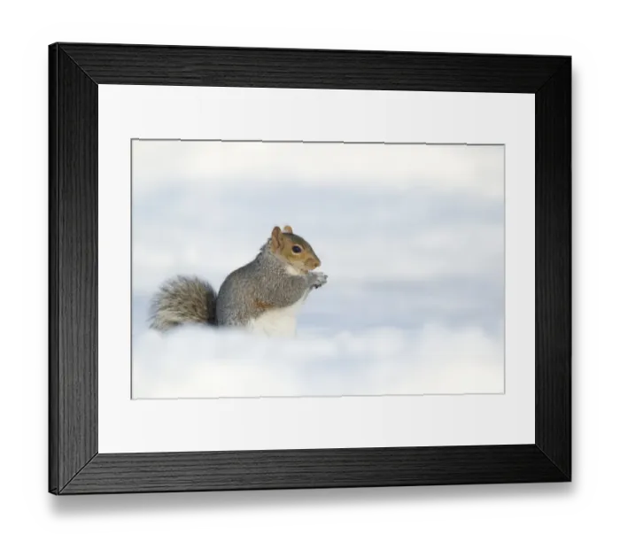 Framed Print : Eastern Grey Squirrel (Sciurus carolinensis) introduced species, adult, feeding, sitting on snow, Sheffield, South Yorkshire, England, january Framed Print : Eastern Grey Squirrel (Sciurus carolinensis) introduced species, adult, feeding, sitting on snow, Sheffield, South Yorkshire, England, january
