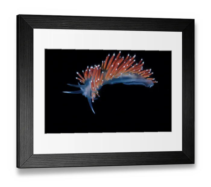 Framed Print : Sea Slug (Coryphella verrucosa) X 2 / 3 FL006701