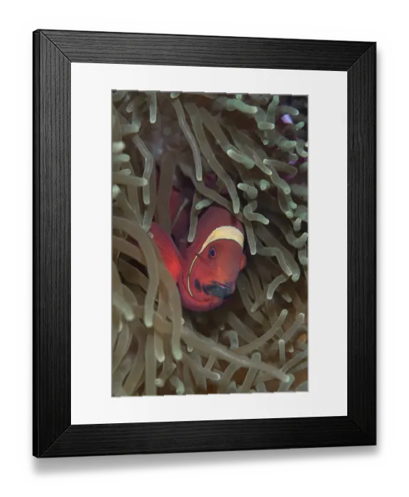 Framed Print : Spinecheek Anemonefish (Premnas biaculeatus) adult, with black stain on mouth, sheltering in anemone, Sipadan Island, Sabah, Borneo, Malaysia Framed Print : Spinecheek Anemonefish (Premnas biaculeatus) adult, with black stain on mouth, sheltering in anemone, Sipadan Island, Sabah, Borneo, Malaysia
