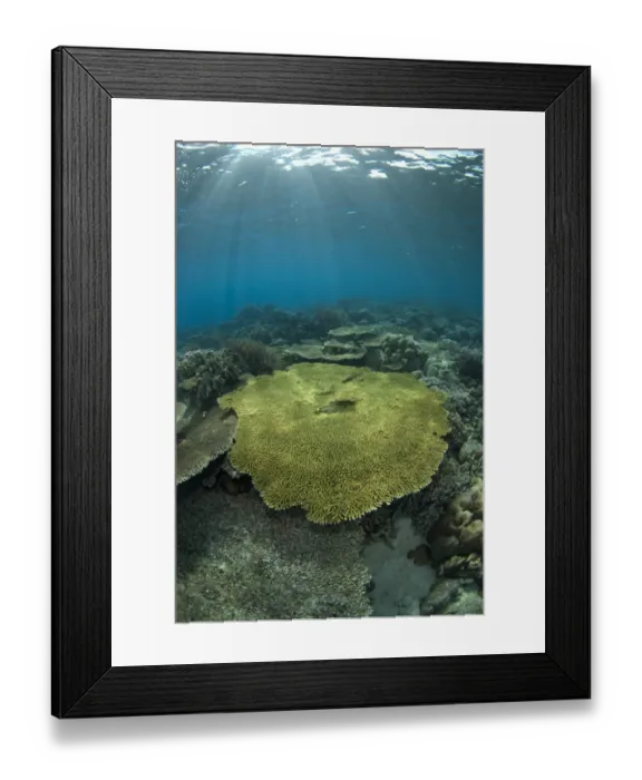 Framed Print : Table Coral (Acropora sp. ) in reef habitat, Ameth Point, Nusa Laut, near Ambon Island, Maluku Islands, Banda Sea, Indonesia Framed Print : Table Coral (Acropora sp. ) in reef habitat, Ameth Point, Nusa Laut, near Ambon Island, Maluku Islands, Banda Sea, Indonesia