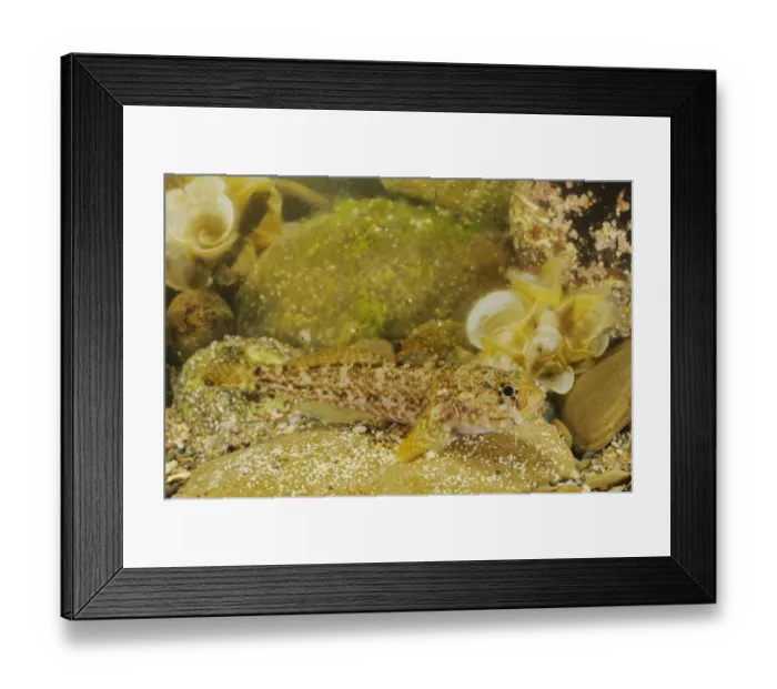 Framed Print : Rock Goby (Gobius paganellus) adult, resting on rock, Italy, august