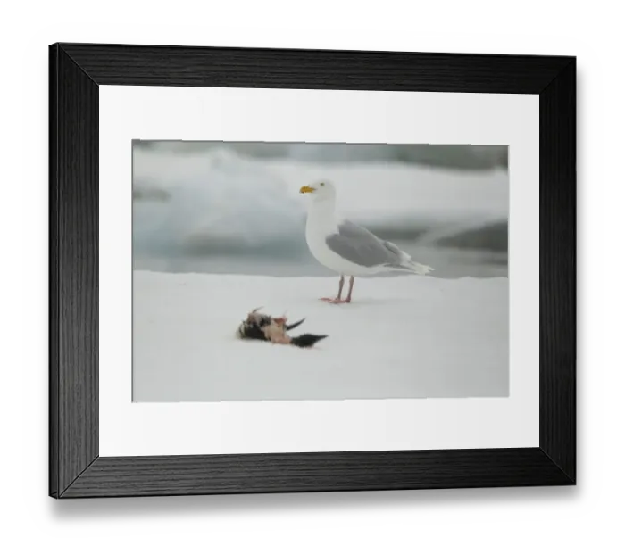 Framed Print : Glaucous Gull (Larus hyperboreus) adult, summer plumage, feeding on dead guillemot, standing on sea ice, Svalbard, july