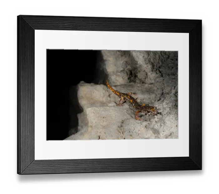 Framed Print : Strinati's Cave Salamander (Speleomantes strinatii) adult, emerging from darkness at entrance of cave, Italy, july