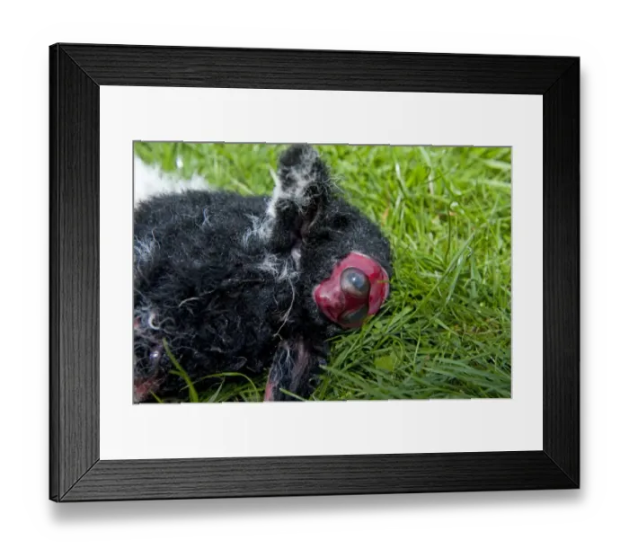 Framed Print : Domestic Sheep, dead lamb, close-up of deformed head, was born alive, England, april Framed Print : Domestic Sheep, dead lamb, close-up of deformed head, was born alive, England, april