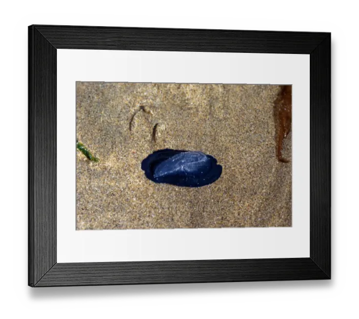Framed Print : Jellyfish - By-the-wind-Sailor (Velella velella) Stranded on sea shore Framed Print : Jellyfish - By-the-wind-Sailor (Velella velella) Stranded on sea shore
