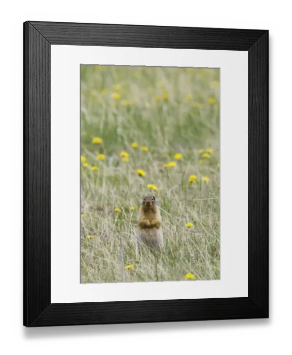 Framed Print : Columbian Ground Squirrel (Urocitellus columbianus) adult, alert, standing on lookout, Rocky Mountains, Alberta, Canada, june Framed Print : Columbian Ground Squirrel (Urocitellus columbianus) adult, alert, standing on lookout, Rocky Mountains, Alberta, Canada, june