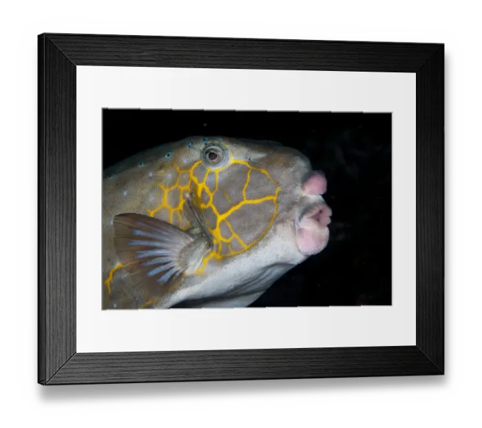 Framed Print : Yellow Boxfish (Ostracion cubicus) adult, close-up of head, swimming in reef at night, Wetar Island, Barat Daya Islands, Lesser Sunda Islands, Maluku Province, Indonesia Framed Print : Yellow Boxfish (Ostracion cubicus) adult, close-up of head, swimming in reef at night, Wetar Island, Barat Daya Islands, Lesser Sunda Islands, Maluku Province, Indonesia