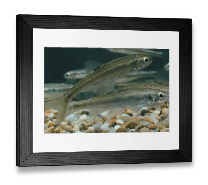 Framed Print : Fish - Minnow (Phoxinus phoxinus) Framed Print : Fish - Minnow (Phoxinus phoxinus)