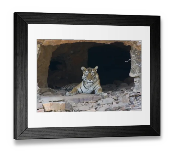 Framed Print : Indian Tiger (Panthera tigris) adult, resting in hermits cave, Ranthambore N. P. Rajasthan, India Framed Print : Indian Tiger (Panthera tigris) adult, resting in hermits cave, Ranthambore N. P. Rajasthan, India